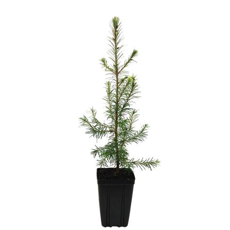 Evergreen nursery fresno - Native cypress trees are evergreen, coniferous trees that, in the U.S., primarily grow in the west and southeast. Learn more about the various types of cypress trees that grow in the U.S. with help from these descriptions.